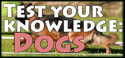 Test your knowledge: Dogs header banner